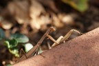 Primissime foto macro col nuovo obiettivo.
La mantide  presa a met perch aveva il basso ventre squarciato da una lotta furibonda con una lucertola e pareva brutto vedere le budella in primo piano! :)

Commenti e soprattutto suggerimenti quanto mai graditi! Sono le prime macro con un ob. macro... mi servono dritte importanti!

Dist. Focale 100mm
Diaframma F/5
Time 1/160 sec
ISO 125
Mano libera