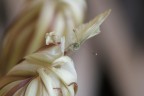 Farfalla su fiore di cactus.
Non chiedetemi il nome scientifico perch assolutamente lo ignoro!

Peccato per le antenne fuori fuoco :(


Dati di scatto:
Dist. 100mm
F/6.3
1/125 sec
ISO 400
mano libera

Ob. Soligor 100/3.5