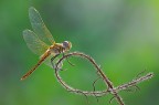Il Sympetrum e il gioco del cerchio Il Sympetrum e il gioco del cerchio