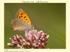 lycaena phlaeas lycaena phlaeas