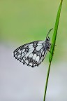 Melanargia.. Melanargia..