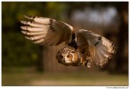 Volando Volando