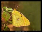 Colias crocea Colias crocea
