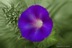 Fleur Fleur