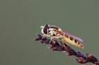 Sirfide