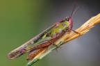 Cavallettacolor