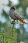 Ghiandaia siberiana Ghiandaia siberiana
