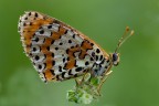 Melitaea didyma Melitaea didyma
