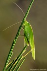 LeptophyesPunctatissima LeptophyesPunctatissima