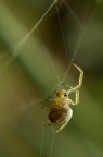 sulla ragnatela due sulla ragnatela due
