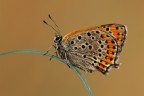 Lycaena thersamon Lycaena thersamon