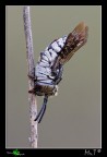 Addormentata II