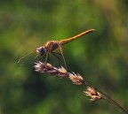 sulla spiga sulla spiga