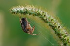 Araneus diadematus Araneus diadematus
