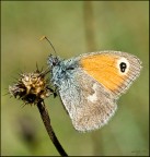 satyridae o fachiro? satyridae o fachiro?