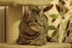 Il relax di Cleo Il relax di Cleo