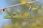 Mantide Religiosa Mantide Religiosa