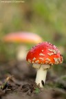 Amanita Muscaria Amanita Muscaria