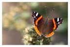 Farfalla n°3 Farfalla n°3