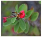 Non so come si chiama Non so come si chiama