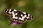 Melanargia Melanargia