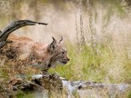 Lince europea Lince europea