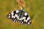 Melanargia Melanargia