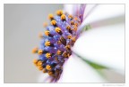 just a daisy just a daisy