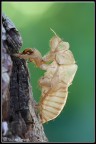 Muta di cicala Muta di cicala