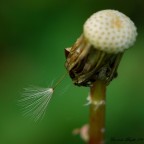 Non mi lasciare Non mi lasciare