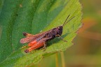 Omocestus rufipes Omocestus rufipes