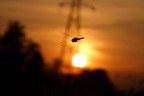 libellula in volo al tramonto! libellula in volo al tramonto!