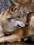 Canis Lupus Canis Lupus