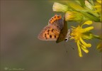 Lycaena Phlaeas 01 Lycaena Phlaeas 01