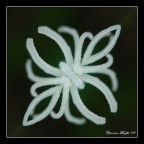 Esemplare rarissimo Esemplare rarissimo