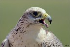 Girfalco Girfalco