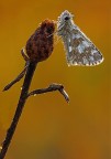Pyrgus malvoides Pyrgus malvoides