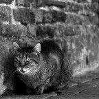 Composizione con gatto Composizione con gatto