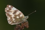 Pontia edusa Pontia edusa