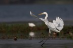 Airone Bianco in atterraggio... Airone Bianco in atterraggio...