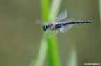 Aeshna mixta in volo Aeshna mixta in volo