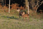 cervi al tramonto cervi al tramonto