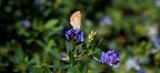 Butterfly Butterfly