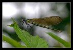 libellula libellula