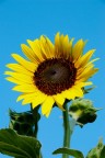 Girasole Girasole