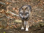 Canis Lupus 2 Canis Lupus 2