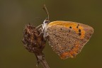 Lycaena phlaeas Lycaena phlaeas