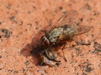 Mosca intenta a gustarsi un lauto pranzo (che schifo!! ndf)

Dati:
100mm  f/6.3  1/160sec  ISO-250
Mano libera - priorit di diaframma