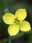 Un fiore giallo nel mio giardino

100mm  f/6.3  1/125sec  ISO-400     Mano libera    lieve mdc