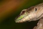 ...L'Ultimo Dinosauro...!!!